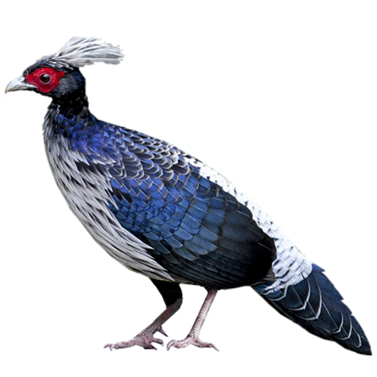 White-crested Kalij